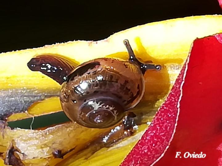 Ovachlamys fulgens (Caracol saltarín) Ovachlamys fulgens (Caracol saltarín)