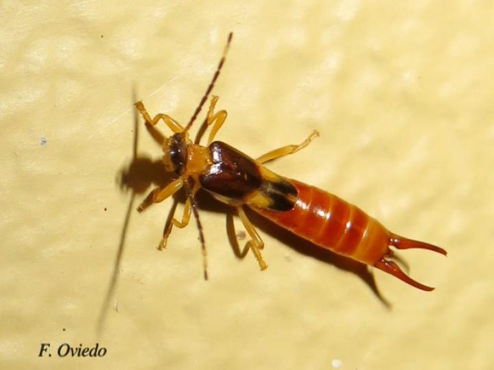 Purex remotus (Tijerilla)