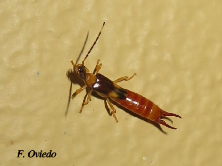 Purex remotus (Tijerilla)