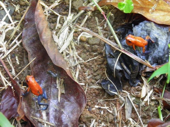 Rana roja: comportamiento reproductivo.