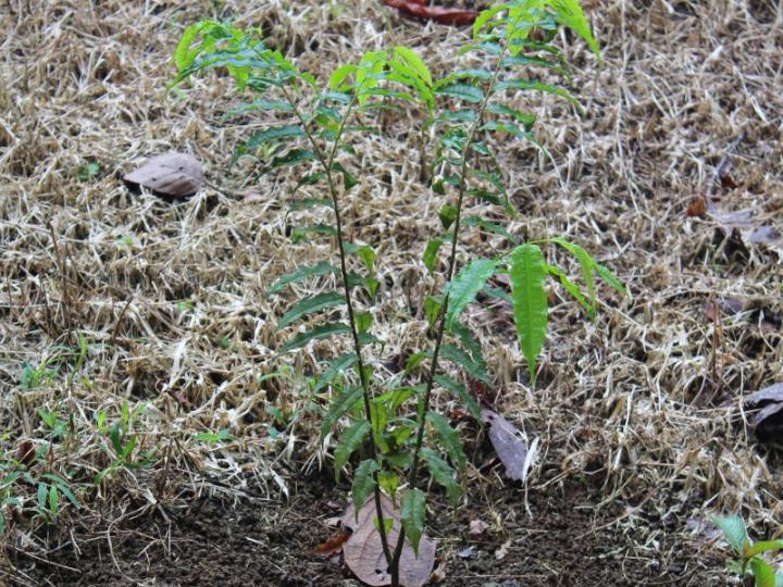 sembrado Agosto 2012