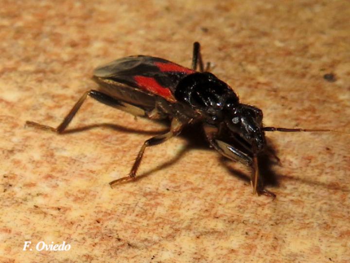Sirthenea stria