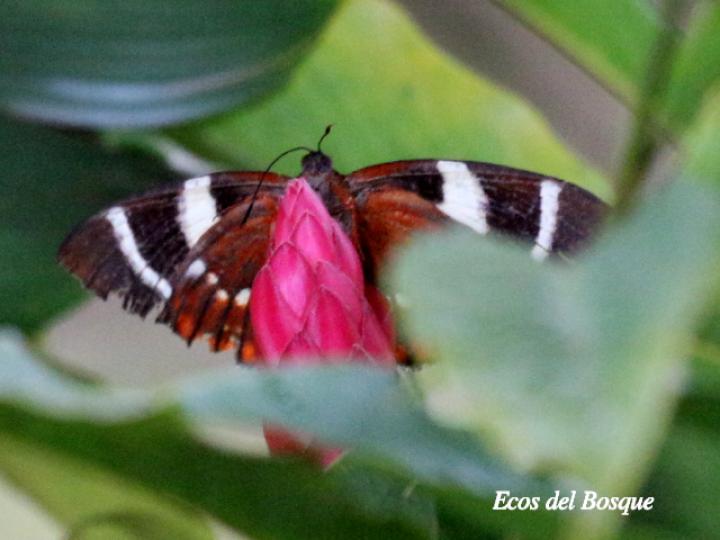 Telchin evalthe tica ()Polilla mariposa