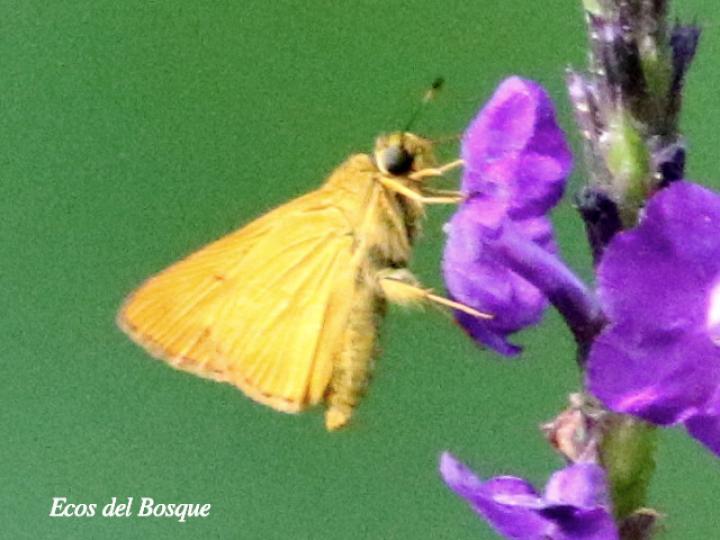 Anthoptus epictetus
