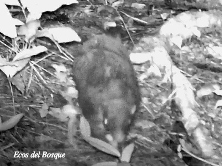 Cabassous centralis (Armadillo zopilote)