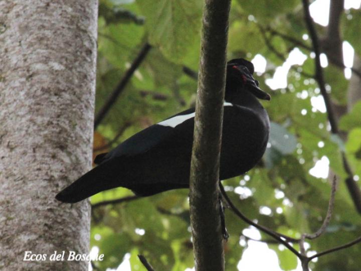 Cairina moschata (Pato real)