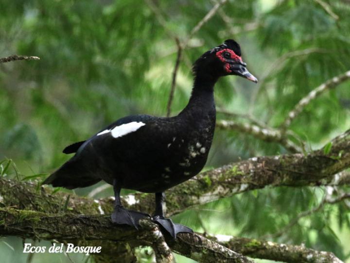 Cairina moschata (Pato real)
