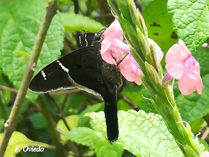 Cercoptera trebia (Cola larga de gorra blanca)