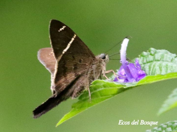 Cercoptera trebia (Cola larga de gorra blanca)