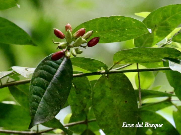 Chione venosa (Fruta de pava, Naranjito)