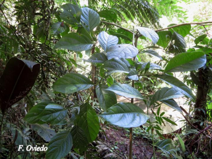 Cordia correae (Muñeco)