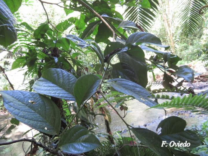 Cordia correae (Muñeco)