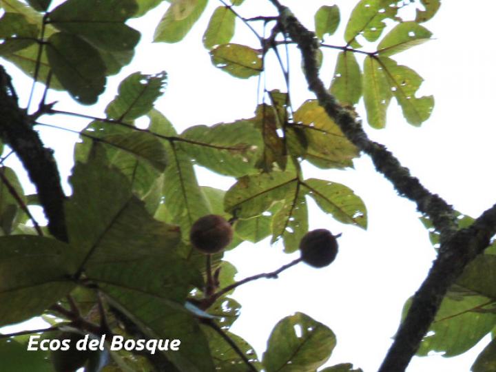 Dussia macroprophyllata