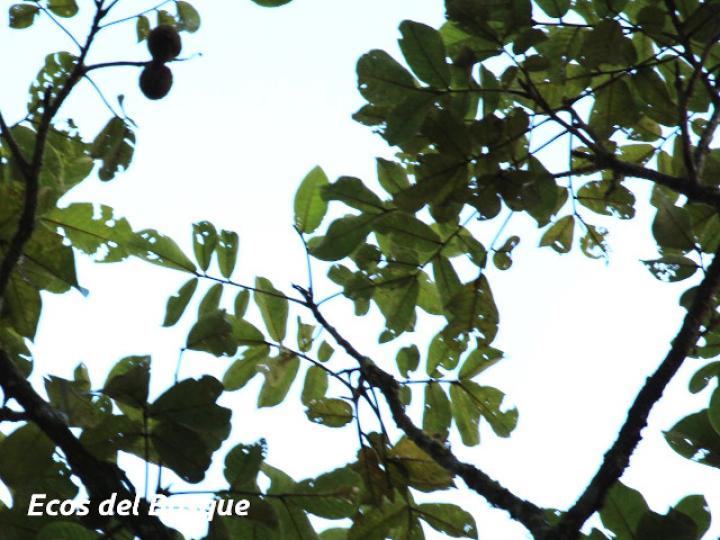 Dussia macroprophyllata