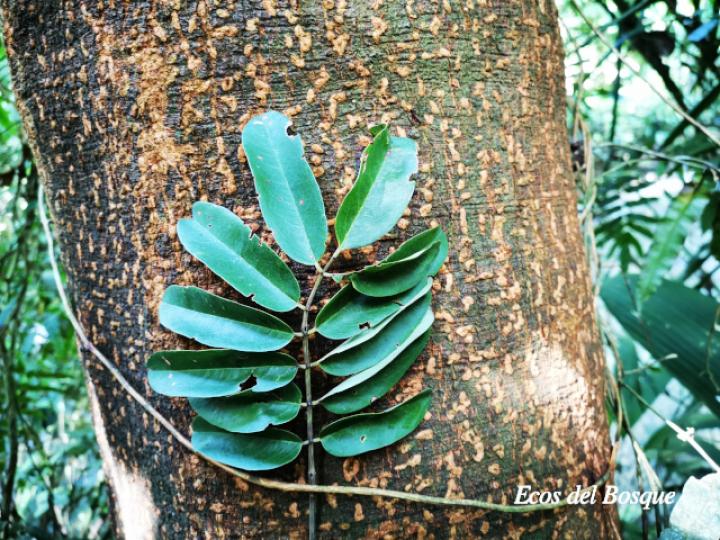 Dussia macroprophyllata