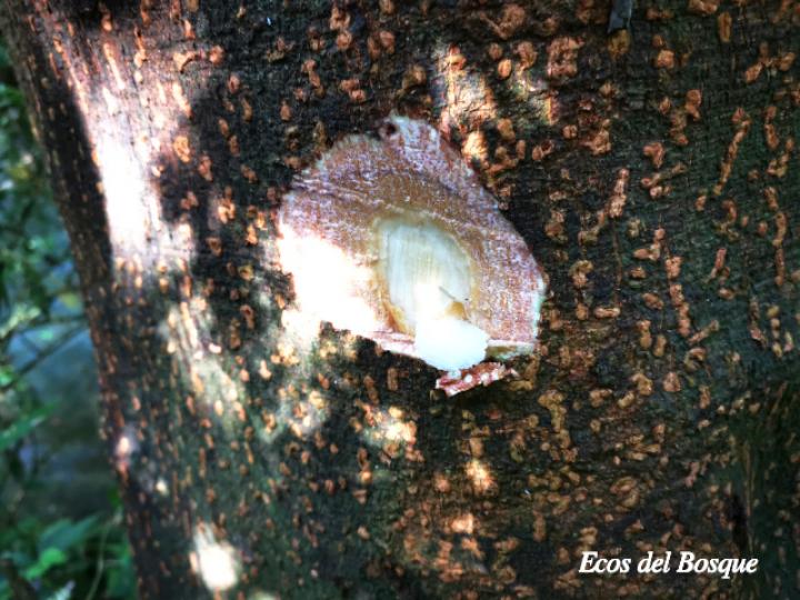 Dussia macroprophyllata