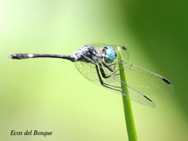 Dythemis nigra (Rayadora vigilante de ojos azules)