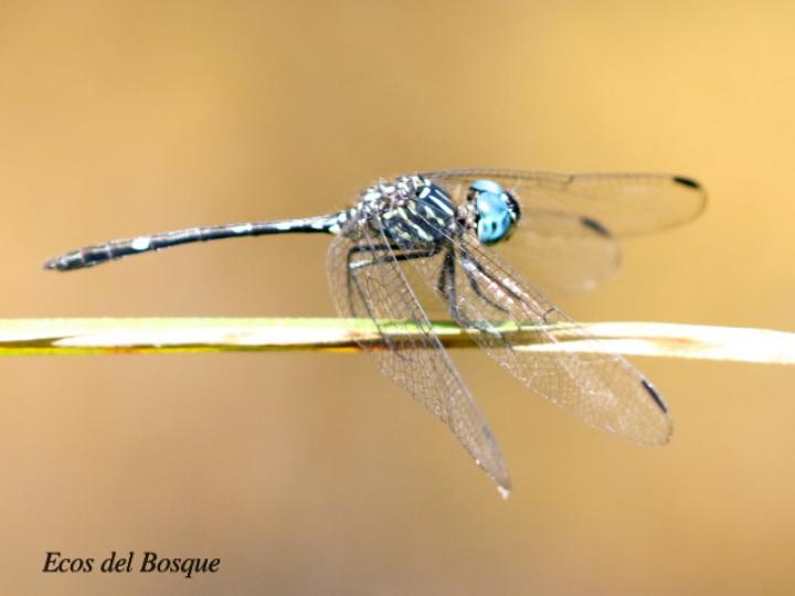 Dythemis nigra (Rayadora vigilante de ojos azules)