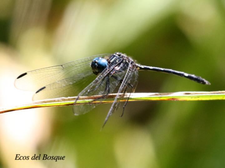 Dythemis nigra (Rayadora vigilante de ojos azules)