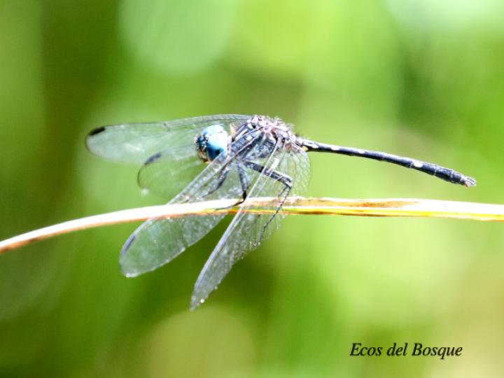 Dythemis nigra (Rayadora vigilante de ojos azules)