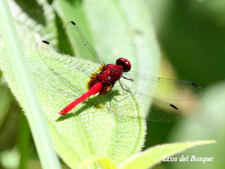 Erythrodiplax castanea