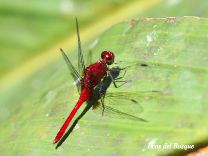 Erythrodiplax castanea