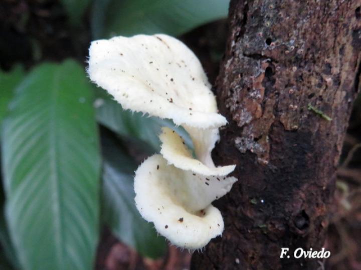 Favolus tenuiculus (Oreja blanca)