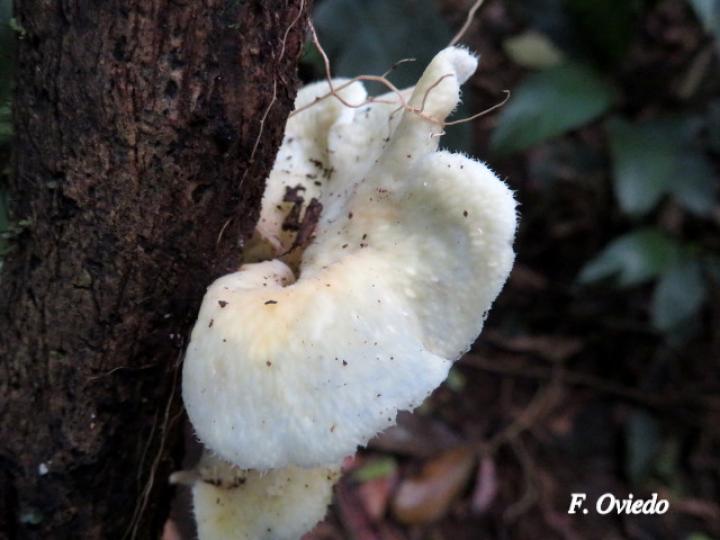 Favolus tenuiculus (Oreja blanca)