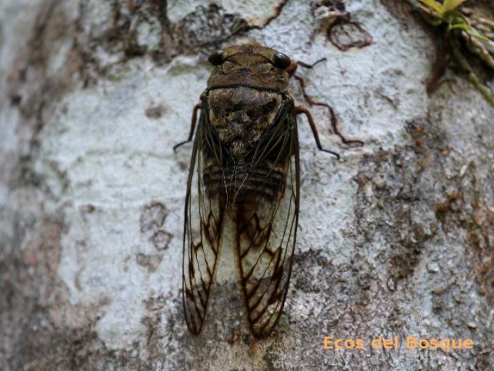 Fidicina mannifera (Chicharra o cigarra)