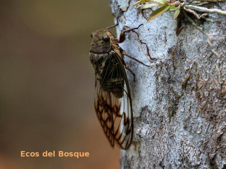 Fidicina mannifera (Chicharra o cigarra)