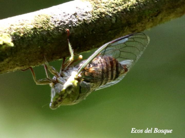 Fidicina mannifera (Chicharra o cigarra)