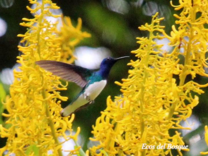 Florisuga mellivora (Jacobino nuquiblanco)