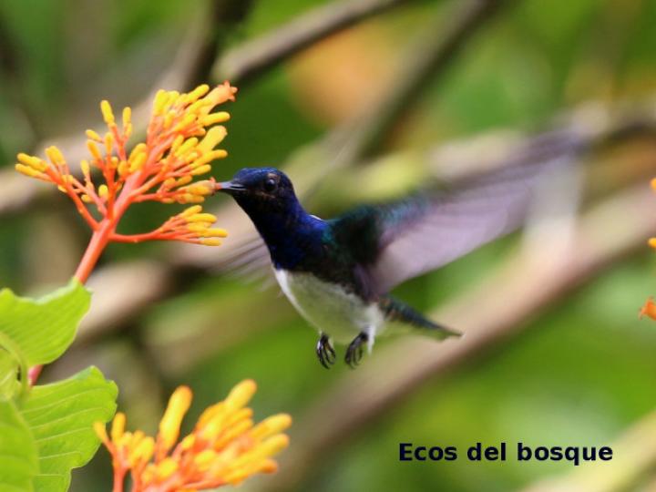 Florisuga mellivora (Jacobino nuquiblanco)