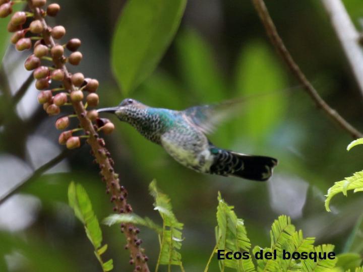 Florisuga mellivora (Jacobino nuquiblanco)