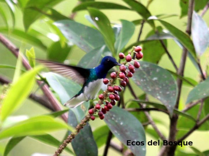 Florisuga mellivora (Jacobino nuquiblanco)