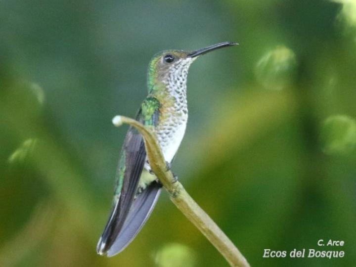 Florisuga mellivora (Jacobino nuquiblanco)