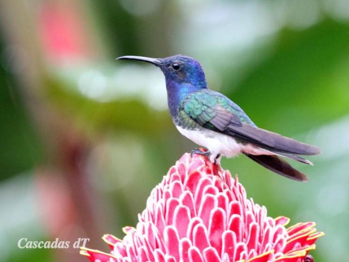 Florisuga mellivora (Jacobino nuquiblanco)