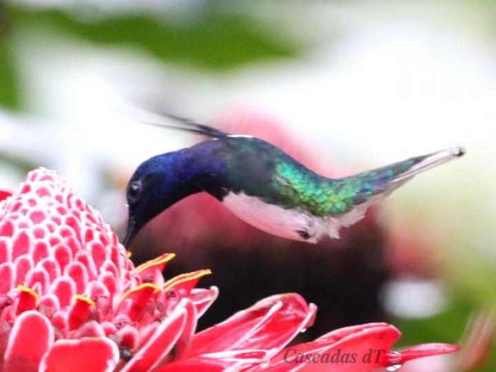 Florisuga mellivora (Jacobino nuquiblanco)