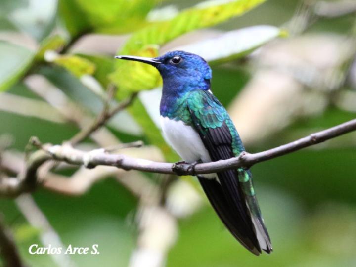 Florisuga mellivora (Jacobino nuquiblanco)