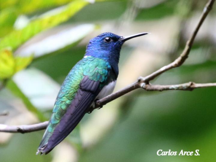 Florisuga mellivora (Jacobino nuquiblanco)