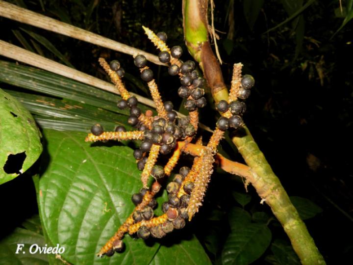 Geonoma congesta (Caña de danta)