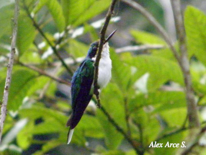 Heliothryx barroti (Colibrí picopunzón)