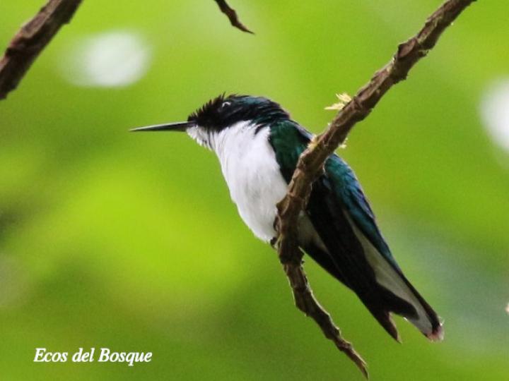Heliothryx barroti (Colibrí picopunzón)
