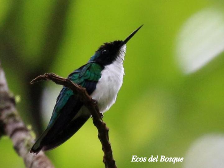 Heliothryx barroti (Colibrí picopunzón)