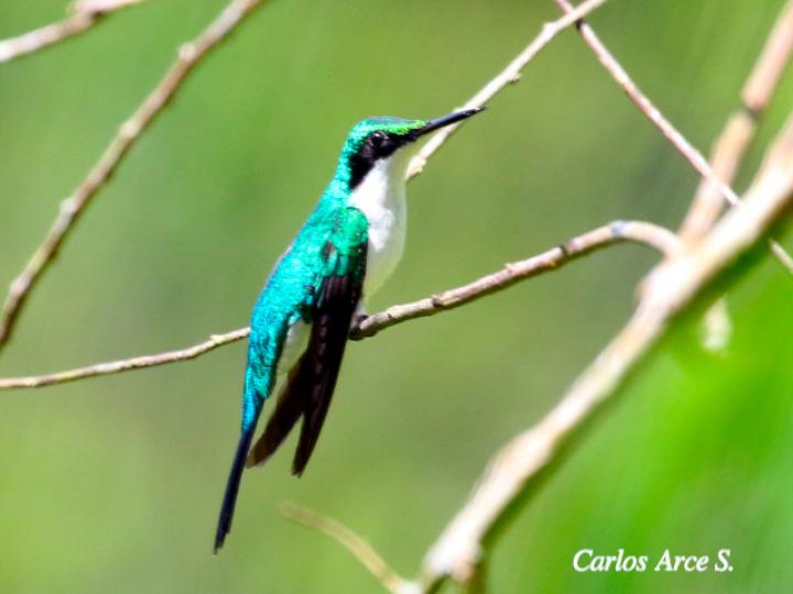 Heliothryx barroti (Colibrí picopunzón)