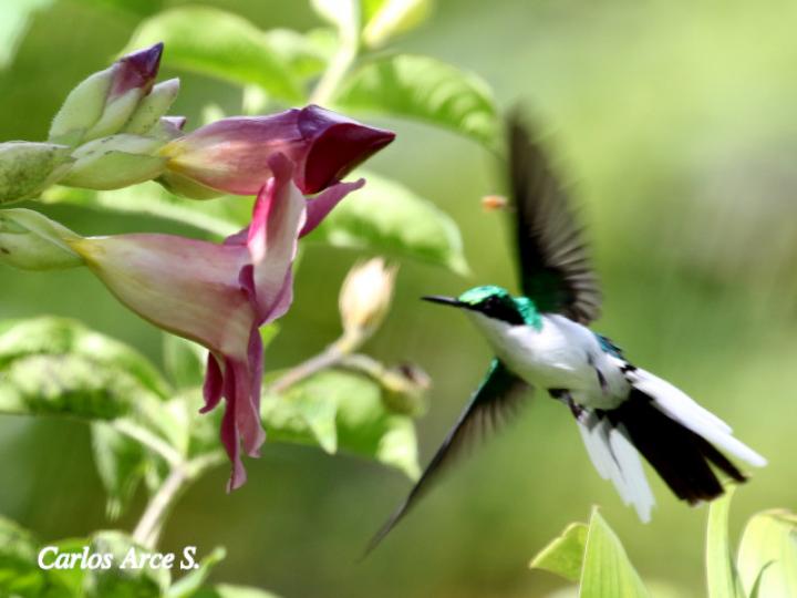 Heliothryx barroti (Colibrí picopunzón)