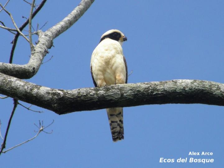 Herpetotheres cachinnans (Guaco)