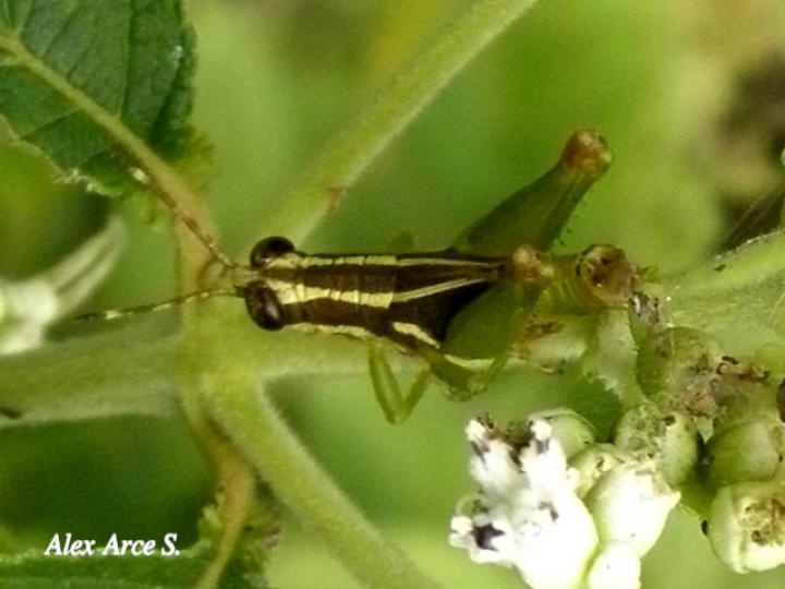 Leptomerinthoprora brevipennis