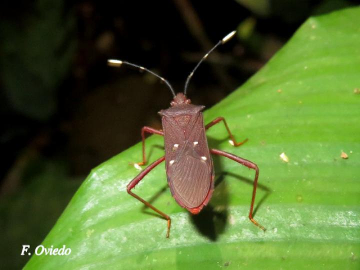 Leptoscelis quadrisignatus