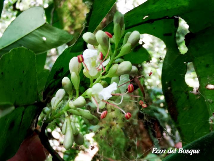 Macrolobium costaricense (Pata de elefante)